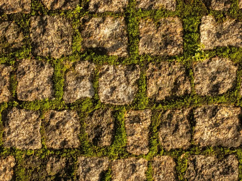 Close-up of a textured stone pathway with vibrant green moss between the slabs.