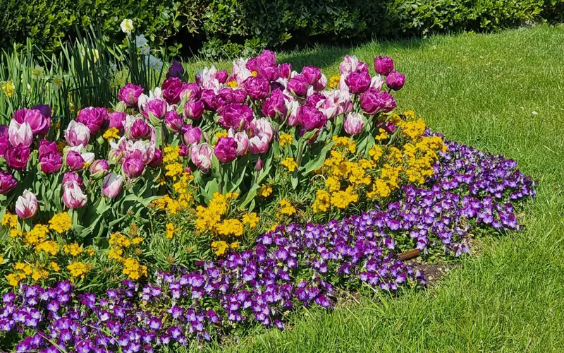A vibrant flowerbed showcasing multicolored tulips, violets, and lush greenery in spring.