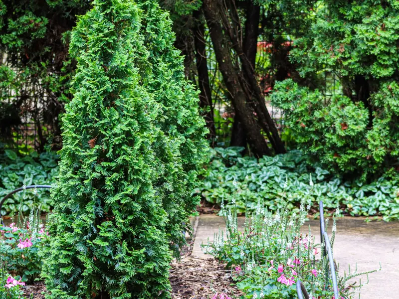 Serene outdoor garden scene featuring vertical shrubs and a paved path, perfect for relaxation and nature enthusiasts.