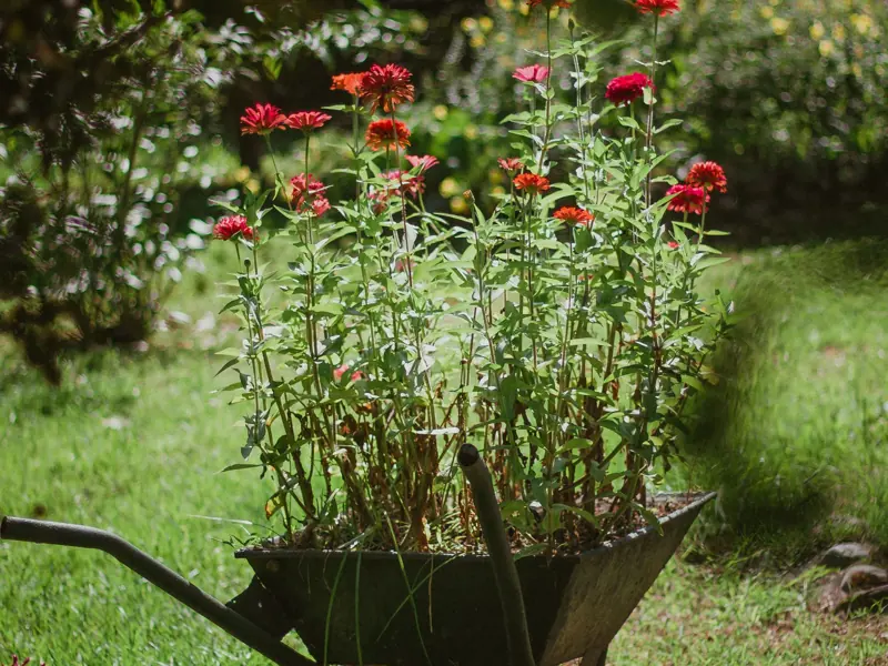 A vibrant display of red zinnia flowers in a wheelbarrow on a sunny day in the garden.