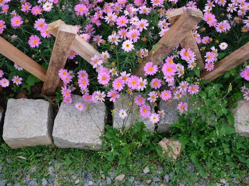 Vibrant pink daisies blooming around a rustic wooden fence in Dalat, Vietnam.