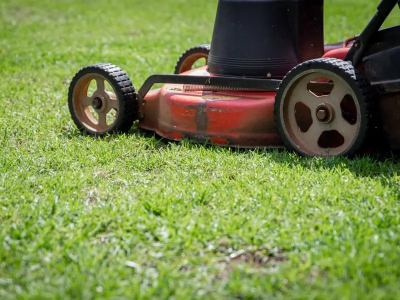 Photo showing a close-up of a lawn mower cutting fresh green grass on a sunny day.