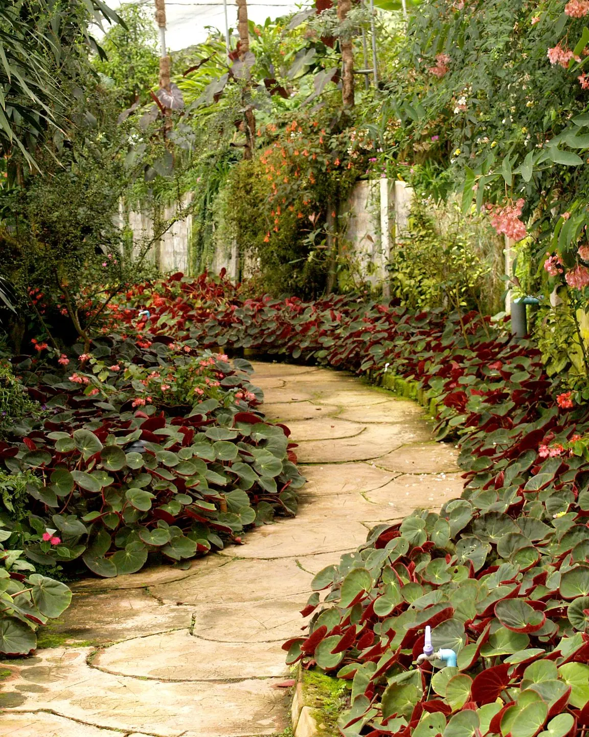 A tranquil garden pathway surrounded by vibrant tropical plants and flowers.