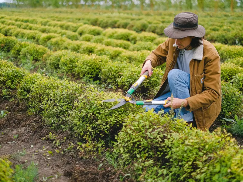 Side view of male gardener wearing hat squatting at green plant with pruner shear while cutting leaves of bush on plantation