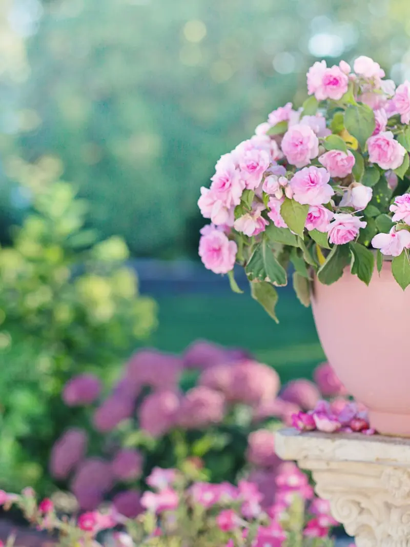 Pink flowers blooming in a clay pot outdoors, surrounded by greenery and sunlight.