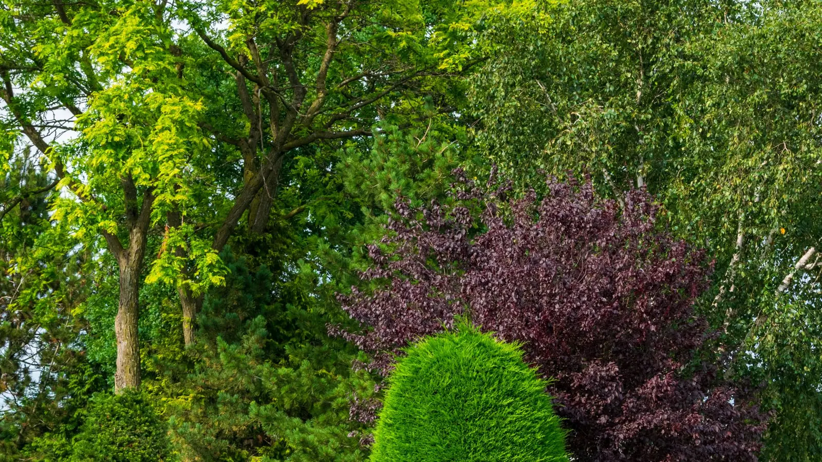 Vibrant foliage featuring varied trees and shrubs under a bright sky.