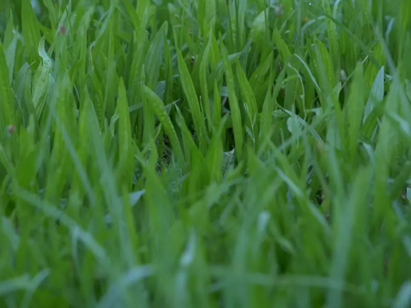 A fresh close-up view of vibrant green grass blades in springtime outdoors.