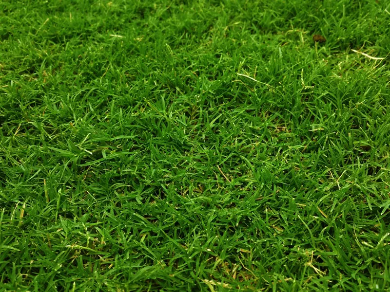 A detailed close-up of lush green grass, capturing its freshness and natural growth outdoors.
