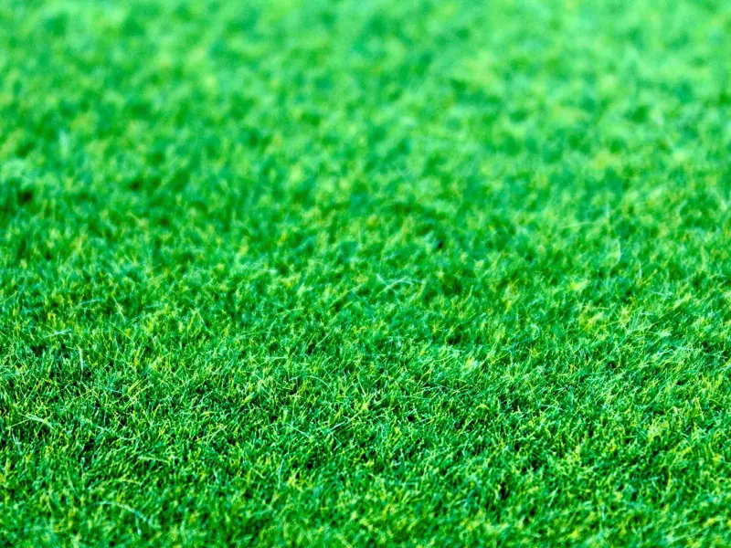 Close-up shot of a lush green grass lawn with a vibrant and fresh appearance.