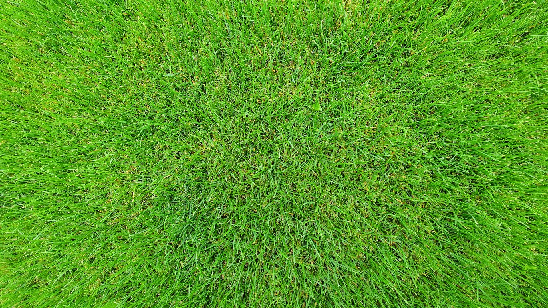 Detailed close-up of fresh green grass with a bright and natural texture.