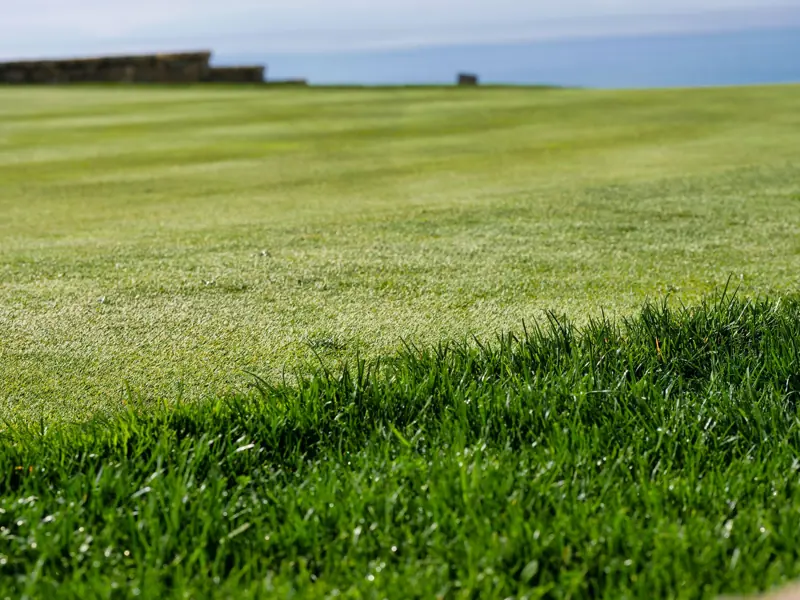 Vibrant close-up of a healthy green grass field with a scenic ocean view in the background.