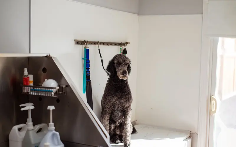 A poodle sits patiently in a pet salon, ready for grooming. Indoor shot with grooming tools around.