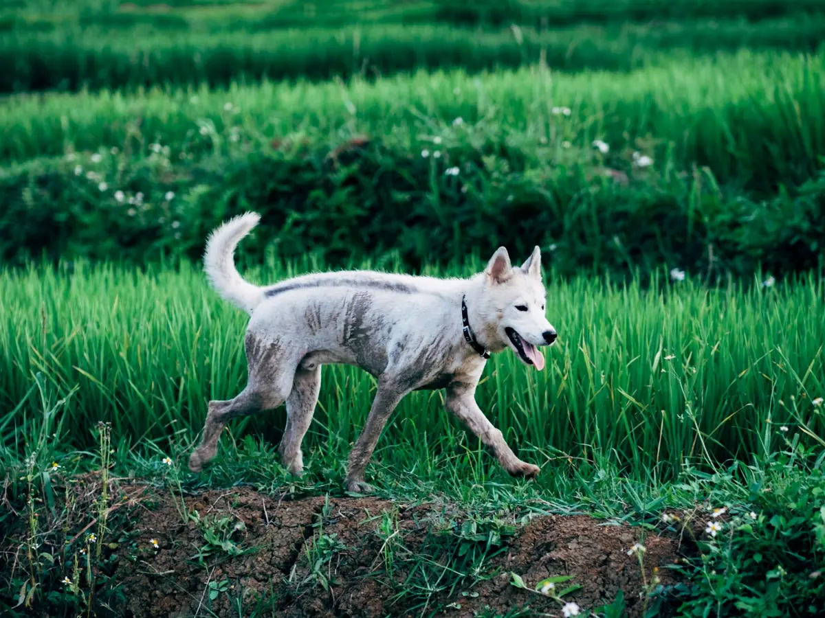 A happy dog walks through a lush green field, showcasing the beauty of nature.