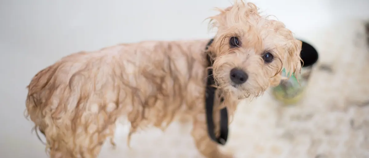 Cute wet puppy in bathtub looking up during bath time. Perfect pet grooming scene.