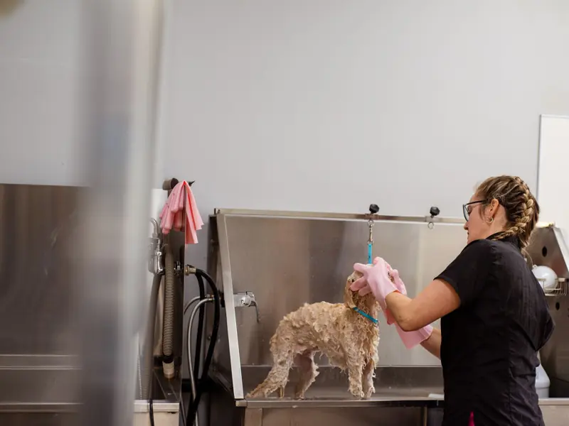 A dog groomer is bathing a small dog in a professional grooming salon, showcasing pet care.