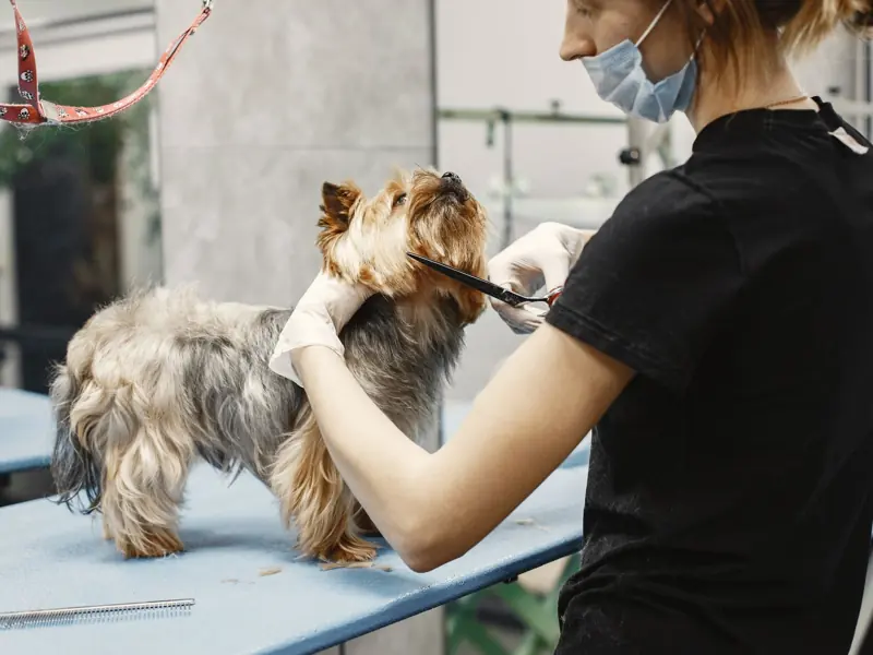 Experienced groomer carefully trims a Yorkshire Terrier in a pet salon.
