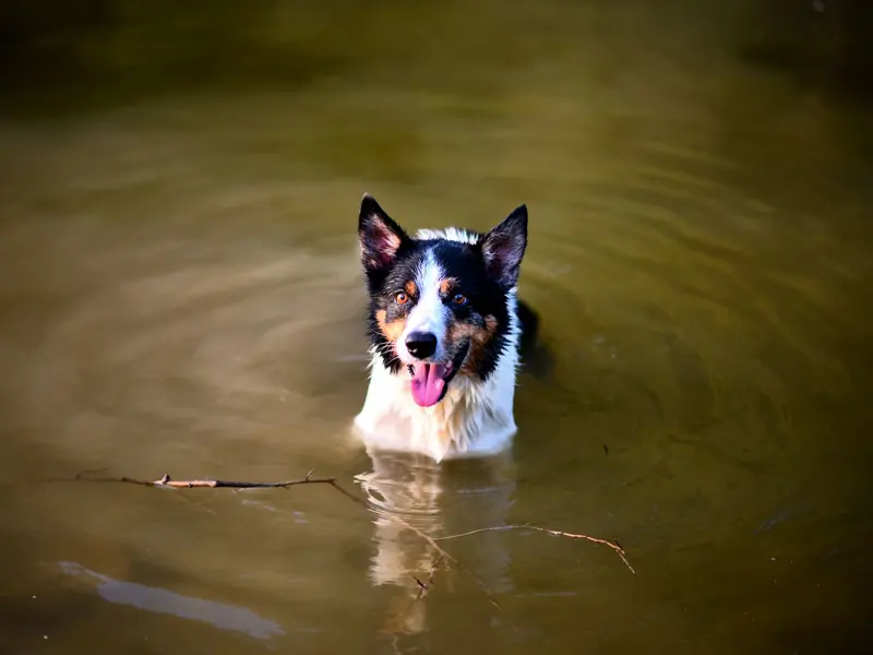 A playful border collie stands in a calm pond with its tongue out, enjoying a summer day.
