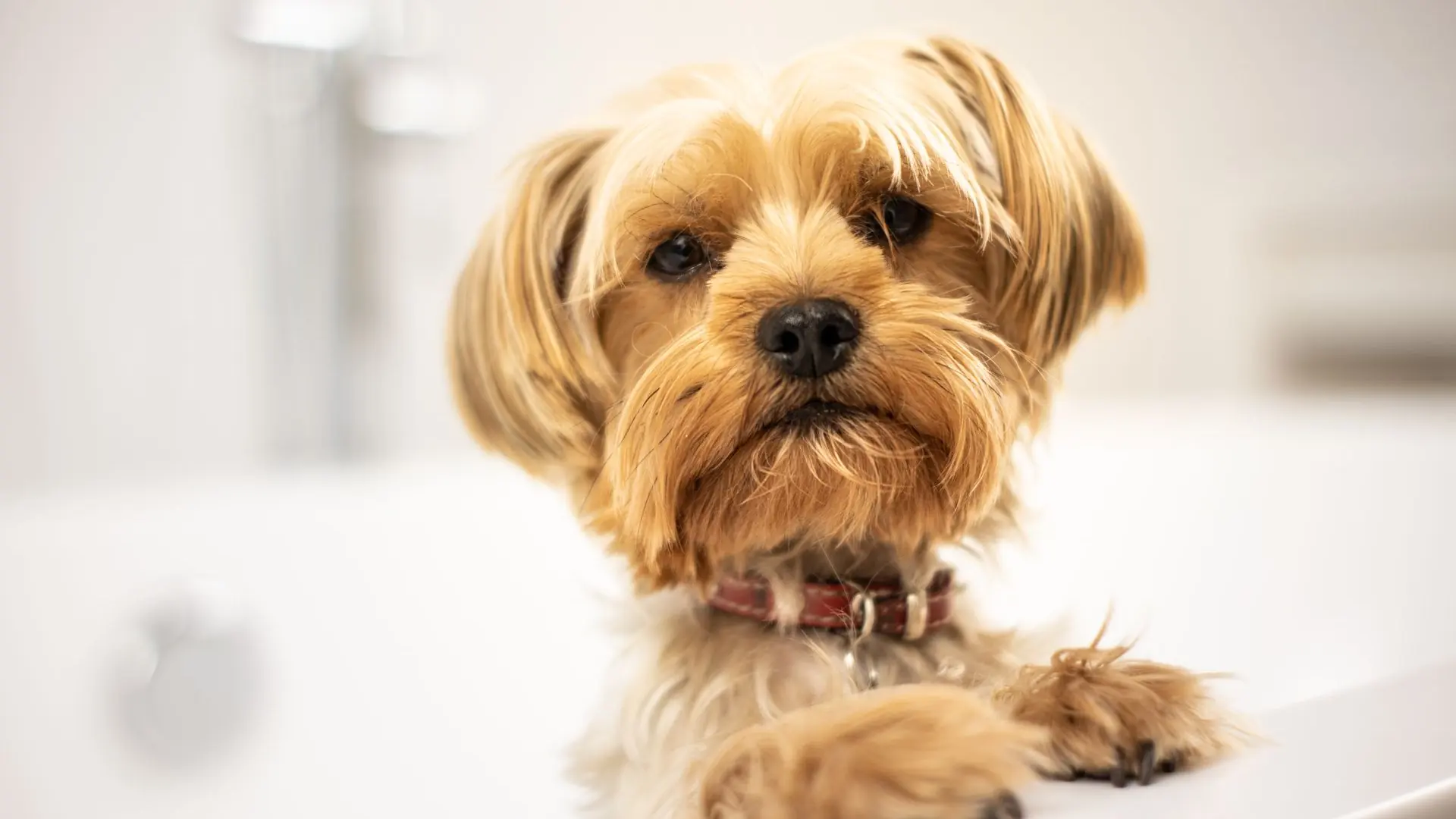 A cute Yorkshire Terrier puppy standing in a bathtub, looking curious and fluffy.