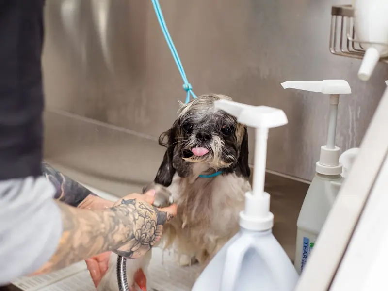 A Shih Tzu dog being bathed at a pet grooming salon by a tattooed groomer.