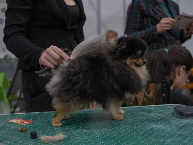 A Pomeranian dog being groomed on a table during an indoor pet event.