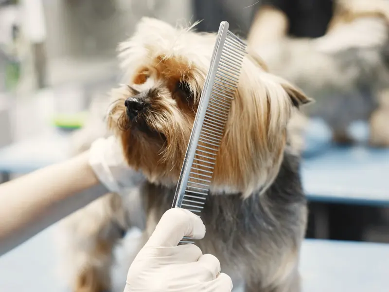 Close-up of a Yorkshire Terrier being combed at a pet grooming salon by a person wearing gloves.