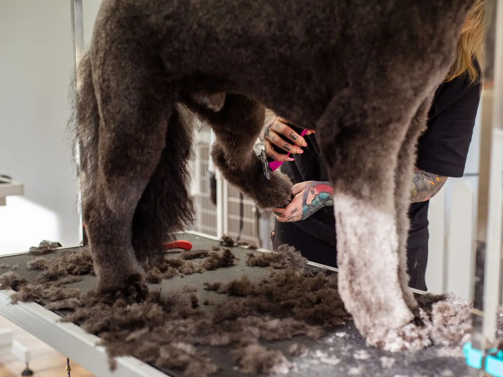 A professional groomer trimming a large dog's fur indoors, showcasing grooming tools.