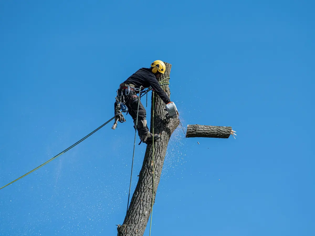 A skilled arborist wearing safety gear cuts a tree with a chainsaw against a clear blue sky.