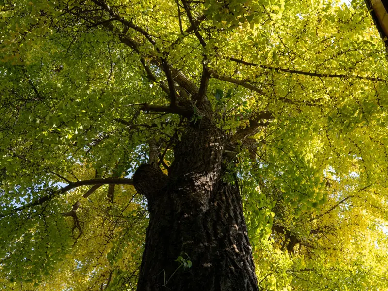Upward view of a vibrant Ginkgo tree with sunlit leaves on a clear day.