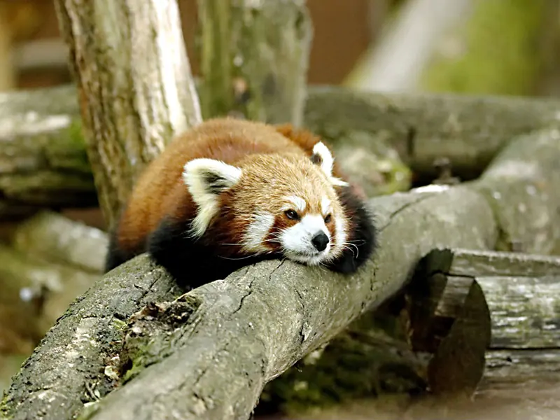 Adorable red panda lounging on a tree branch in a serene natural habitat.