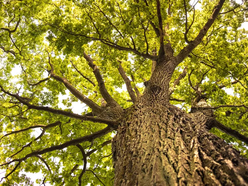 Upward view of a lush oak tree, showcasing its intricate branches and vibrant green leaves.