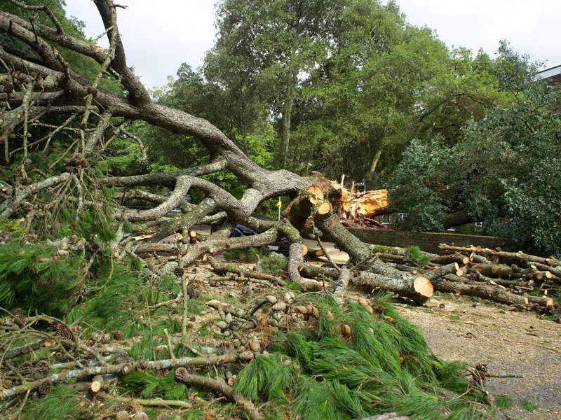 A large fallen tree with branches and logs scattered across a park pathway in the UK.